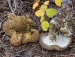 Albatrellus ellisii  - Fungi Species | sokos jishebi | სოკოს ჯიშები